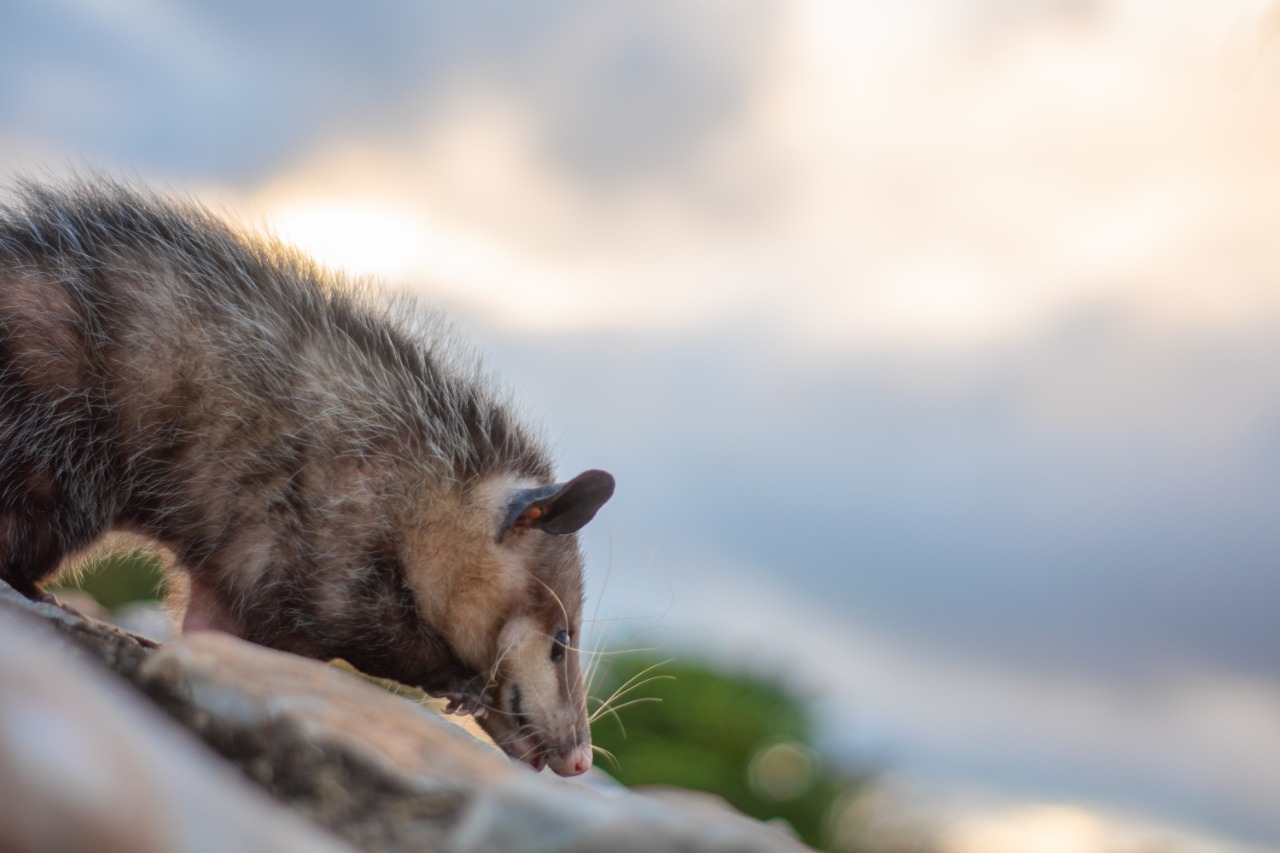 Falleció Miwa, amiga de la ciencia y protagonista del cortometraje ‘Zarigüeya’